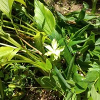 Curcuma longa L.